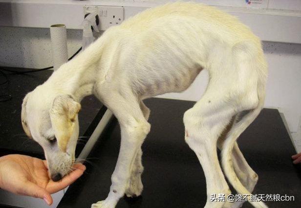 弓背犬太瘦怎么办:德国牧羊犬偏瘦怎么回事？