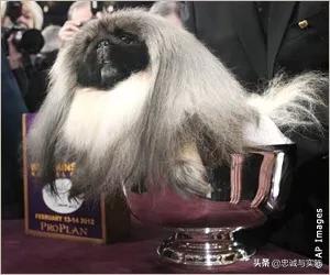 中国冠毛:中国有哪些名犬，怎么样？