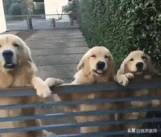 小型银狐犬图片:银狐犬最低价格是多少？你觉得怎么样？ 银狐犬小时候图片