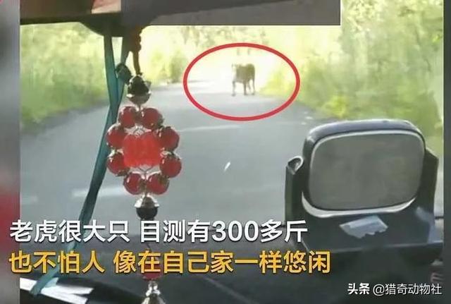 吉林男子偶遇300斤大老虎,老虎频繁现身,是生态变好还是变差？