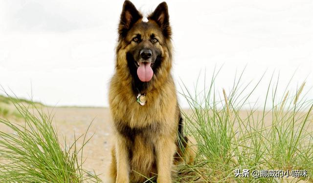 牧羊犬吃什么:德牧吃什么能使骨架变大？