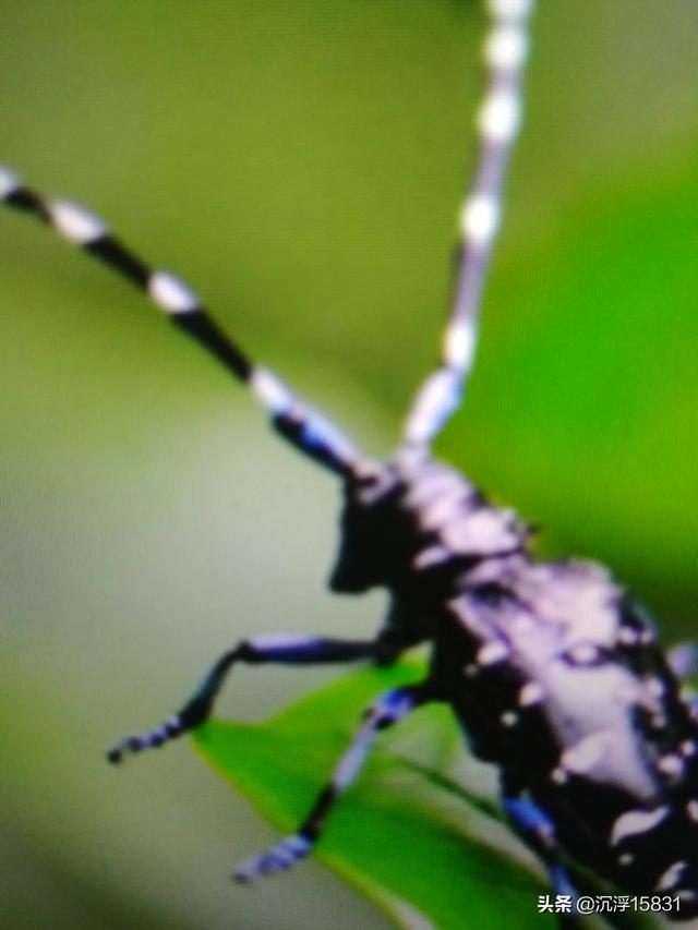 头条问答 昆虫的别称有哪些 沉浮151的回答 0赞