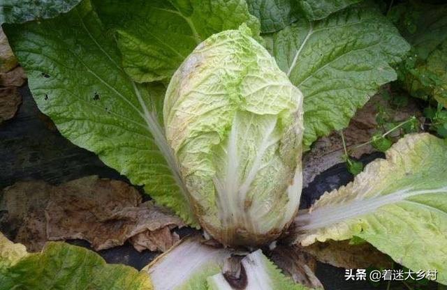 十字花科蔬菜软腐病:十字花科蔬菜软腐病和菌核病的区别 农村种植的大白菜有“烂疙瘩”的情况，如何才能进行有效的防治？