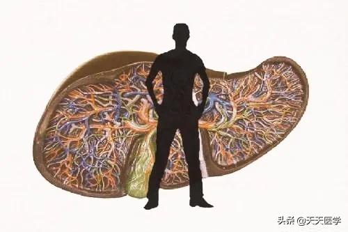 慢性肝炎的表现:慢性肝病有哪些表现症状？如何调养可保健我们的肝脏功能呢？
