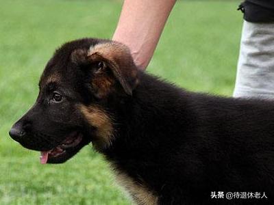 男子被牧羊犬袭击:怎样制止德牧的咬人行为？