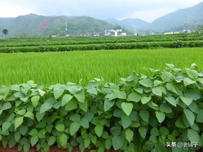 头条问答 水稻田边种植大豆有什么好处吗 铺子的回答 0赞