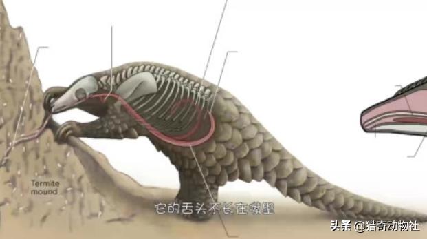 南非犰狳蜥:世界上存在过哪些奇特的古生物？ 南非犰狳蜥蜴