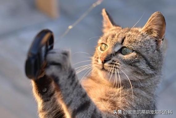 宠物猫的种类和价格图片:中华狸花猫跟名贵的宠物猫差别在哪？