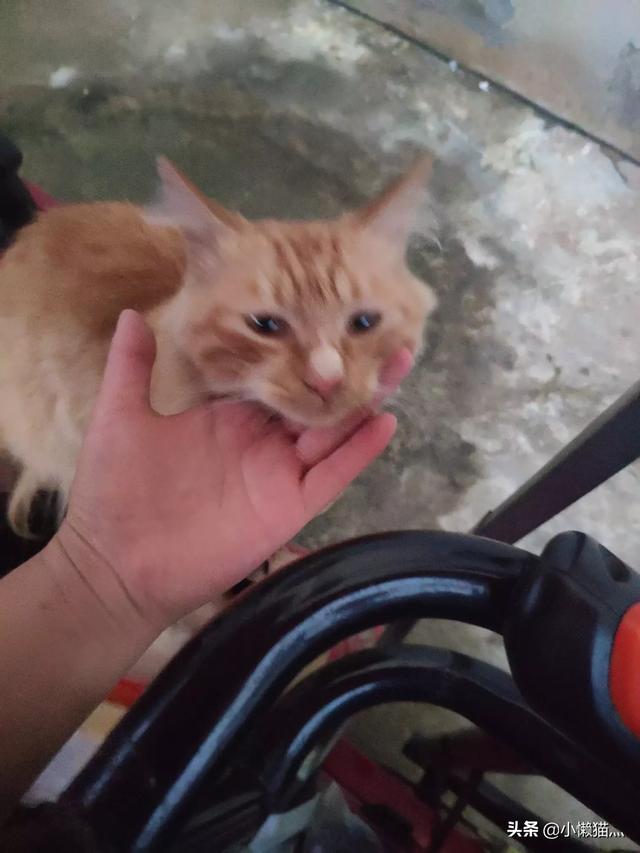 流浪猫救主人:流浪猫在门外，不肯离开，怎么办？