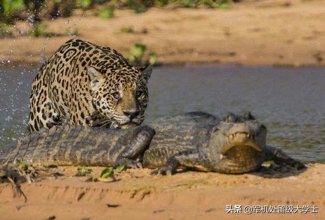 美洲长尾虎猫 价格:除了人类以外，基本没有天敌的动物是什么？