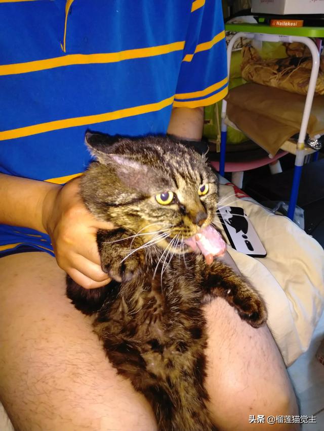 外国评价中国狸花猫:你见过最漂亮的狸花猫是什么样子的？