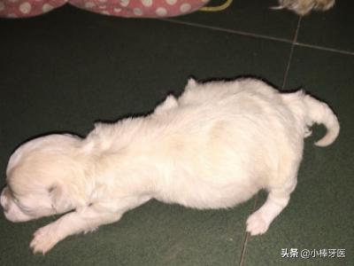 狗狗进去的时候很涨新闻:狗狗肚子鼓鼓的是什么原因？