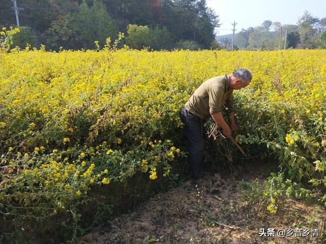 菊花顶金丝雀图片:都来比比晒晒5.1节拍的月季花，看看谁拍的最养眼？怎么样？