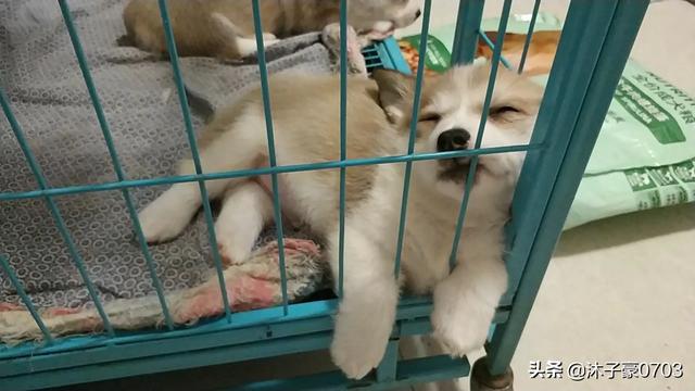 柴犬幼崽,柴犬幼崽不停叫怎么回事？