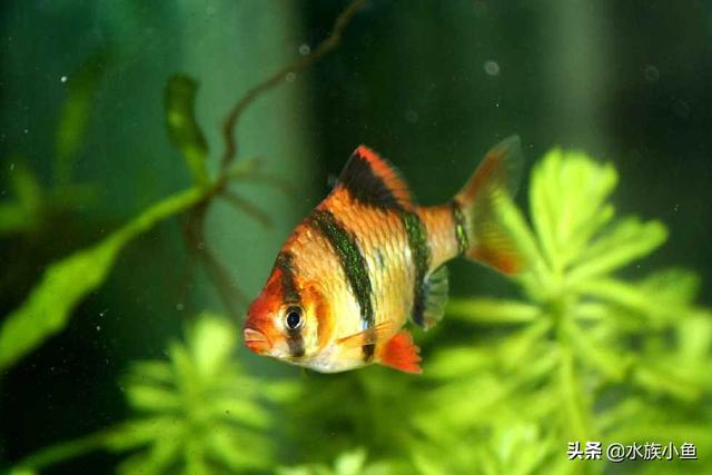 水族繁殖:哪些热带鱼是通过产籽繁衍的？