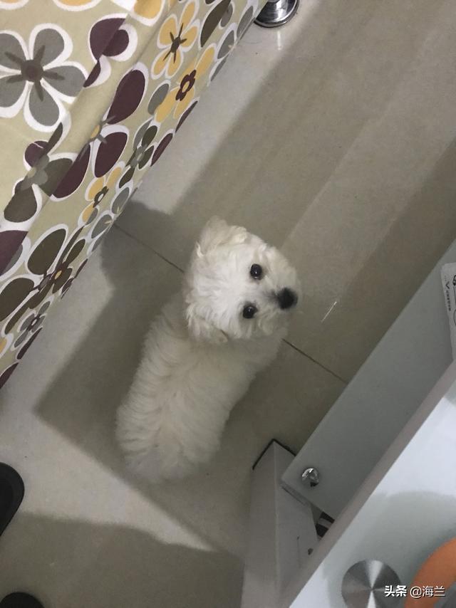 2个月的比熊好养吗:4岁的比熊犬和2个月的贵宾犬相比，哪种狗狗比较容易养？