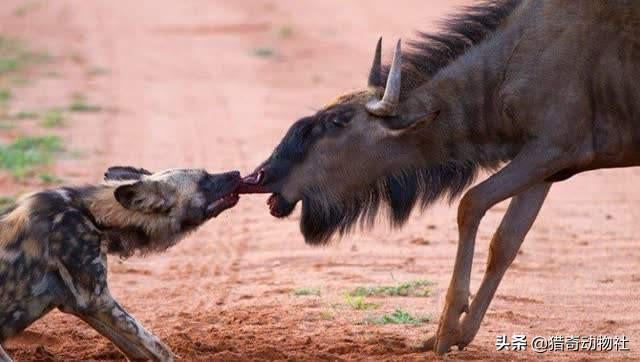 动物世界野狗交配:非洲的野狗为什么没有被人们训化成家狗呢？
