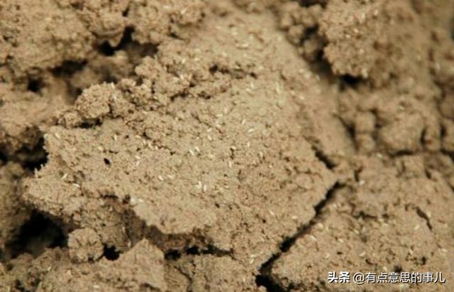 拇指猴养殖:知了猴今年养殖，啥时候能收？