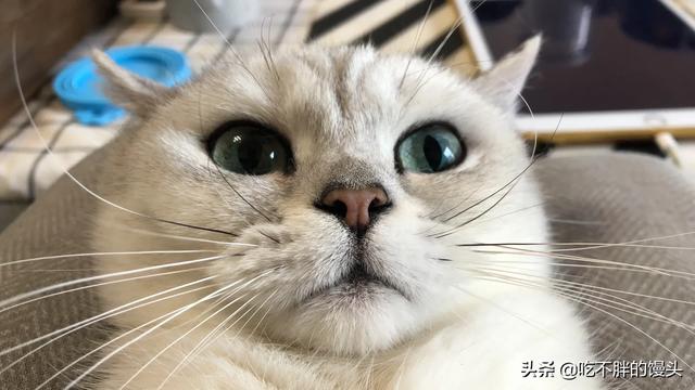 你们的猫买的都是什么品种的？养着感觉如何呢？