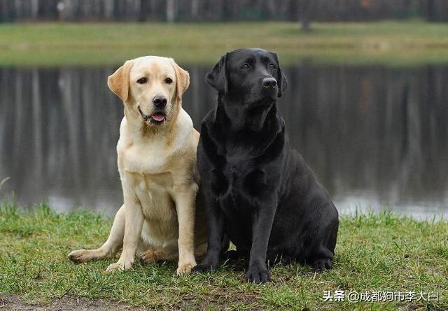 细解“西施犬”的优缺点，初次养狗狗的人养什么品种的狗狗最合适