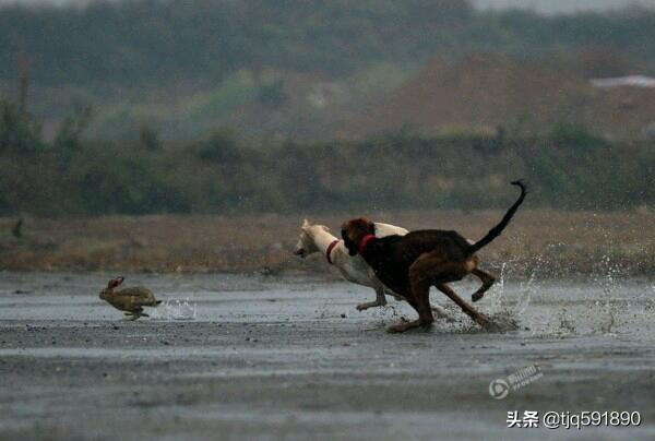 铁线虫长得什么样，求教各位大神，铁线莲叶子有花斑怎么办