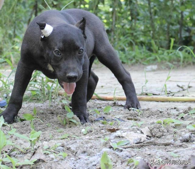 德牧趴蹄会好吗:德牧犬需要打什么样的疫苗？