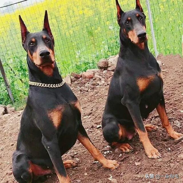 世界犬类智商排名中国:中华田园犬为什么是世界上智商最低的狗？