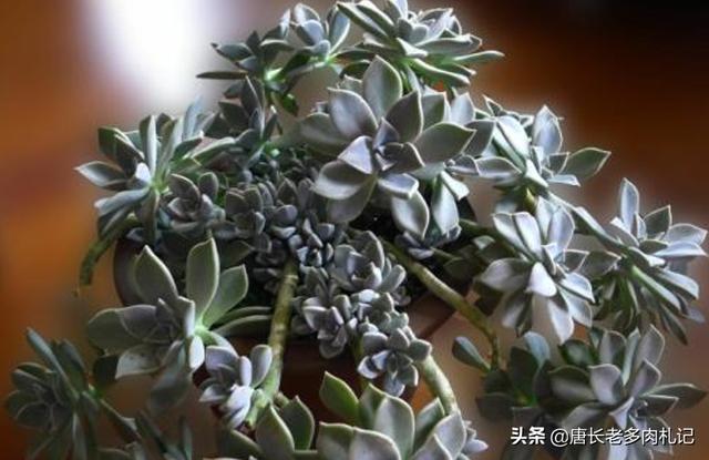 宝石花:宝石花手表 多肉宝石花该如何正确栽种？