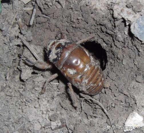 "马知了猴"会不会也是新型冠状病毒的宿主?为什么?