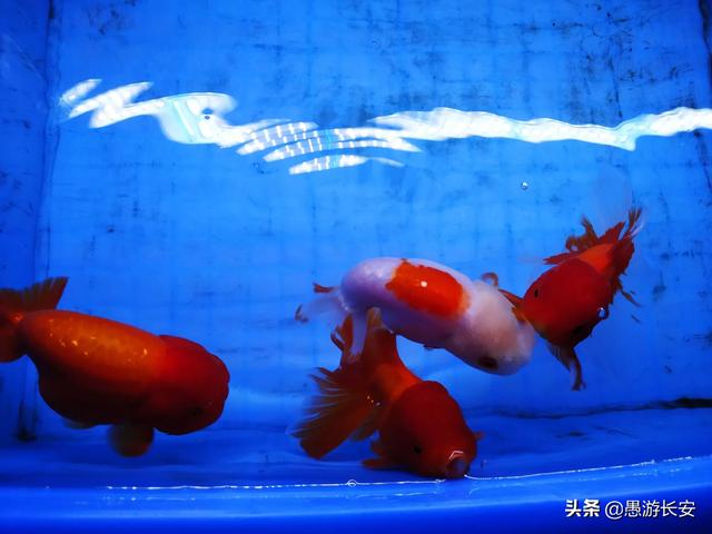 家庭养鱼品种图片:养鱼人晒晒你养的鱼          
        </div>
        <div class=