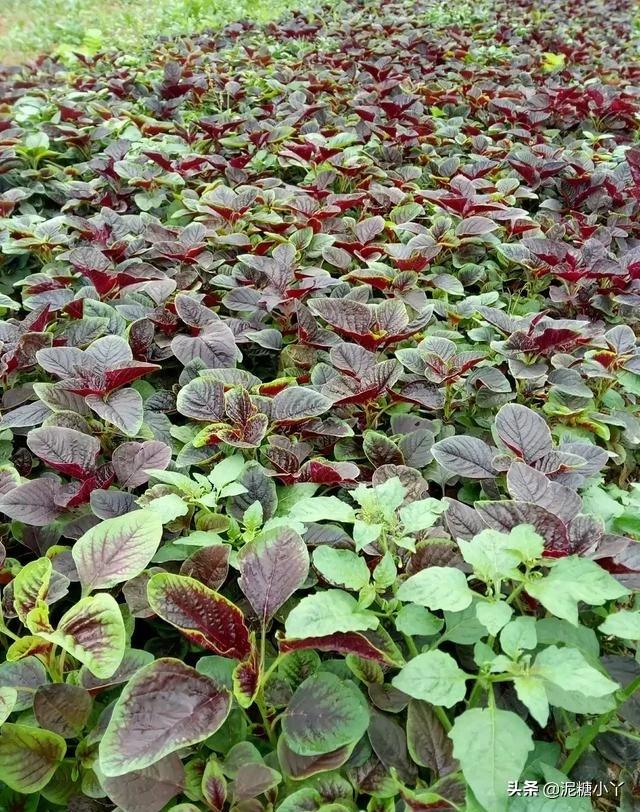 紅莧菜怎麼種植比較嫩?-圖1