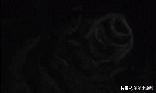 《隐蔽的角落》片头的动画暗喻着什么？