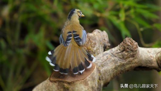 麻料鸟晚上不安静:麻料鸟会被炮声吓死吗？有何依据？