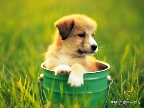 美系金毛犬图片七个月:我想养只5个月大金毛幼犬需要注意什么？