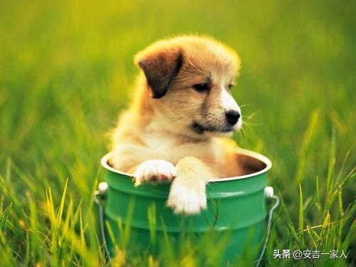 四个月美系金毛犬图片:我想养只5个月大金毛幼犬需要注意什么？