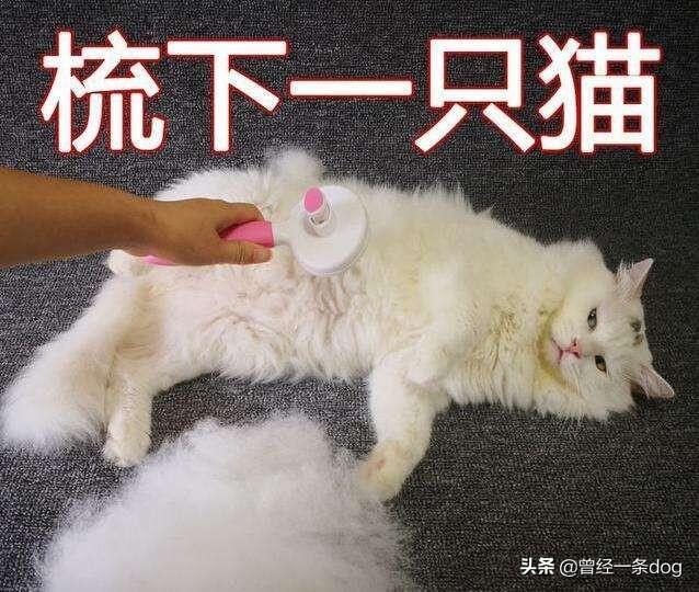 宠物鱼油:金毛吃鱼油拉肚子正常吗？该怎么处理好？ 宠物鱼油哪个牌子好