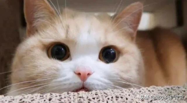 猫泛白细胞减少症博客:猫死亡之前拉血是什么原因？