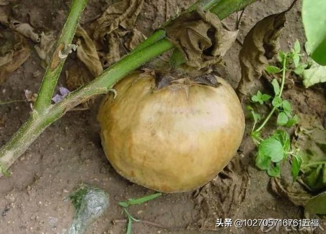 果实软腐病:猕猴桃果实软腐病 辣椒脐腐病是什么原因造成的？如何防治？