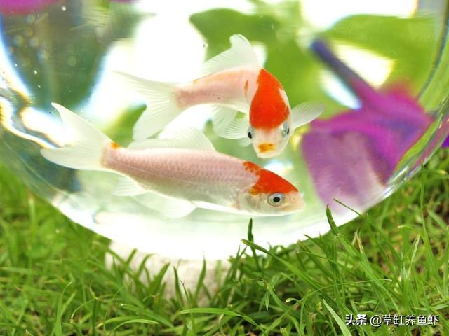 锦鲤鱼图片:春天缸养锦鲤会在身体寄生哪些寄生虫，会致命吗？