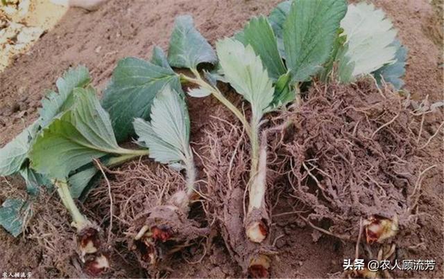 双色草莓和紫草莓混养:双色草莓可以和什么鱼混养 草莓重茬种植常死苗，怎么办啊，有哪些防止方法？