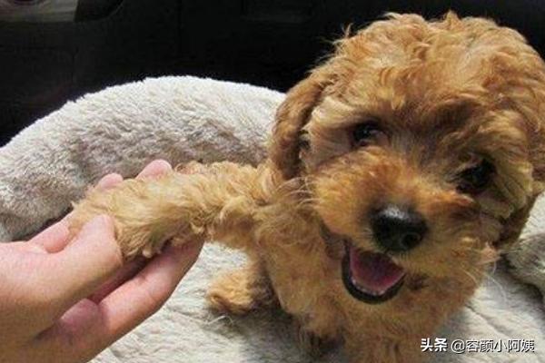 泰迪犬怎么养:泰迪犬的喂养和训练方法？