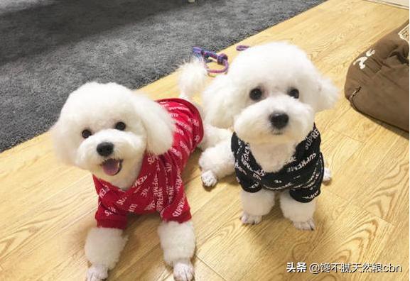 比熊狗粮对泪痕好:比熊犬过得滋润的有哪几个特征？比熊被主人养得好的几个表现？