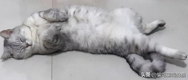瓜皮猫视频:瓜皮猫表情包 光猫为什么有千兆口和百兆口，两个不同的接口？二者有什么区别？