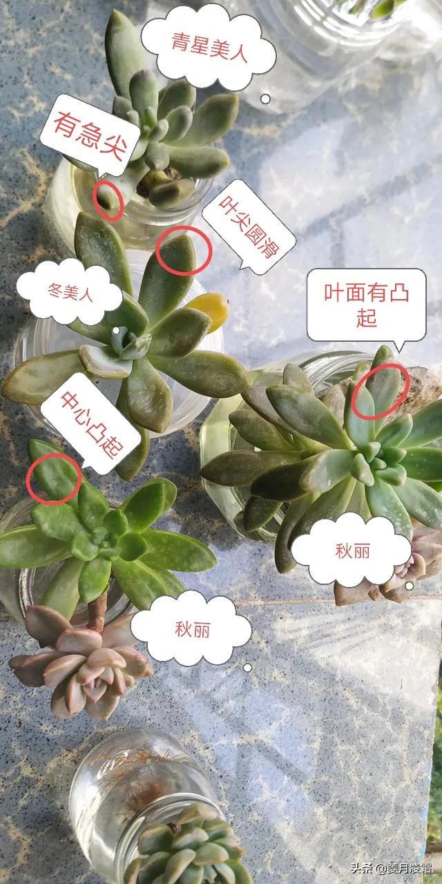 头条问答 冬美人和青星美人怎么区别 唐长老多肉札记的回答 0赞