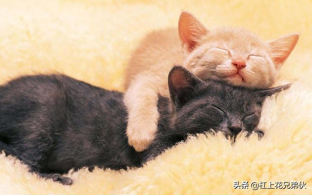 猫发出咕噜咕噜的声音是什么意思_百度知道:刚接回家的猫咪一直发出咕噜咕噜的声音，为什么，它是在干什么？