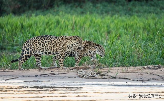 美洲虎和苏门答腊虎谁历害
