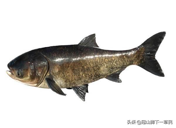 头条问答 为什么养鱼池里会放养大量花白鲢 19个回答