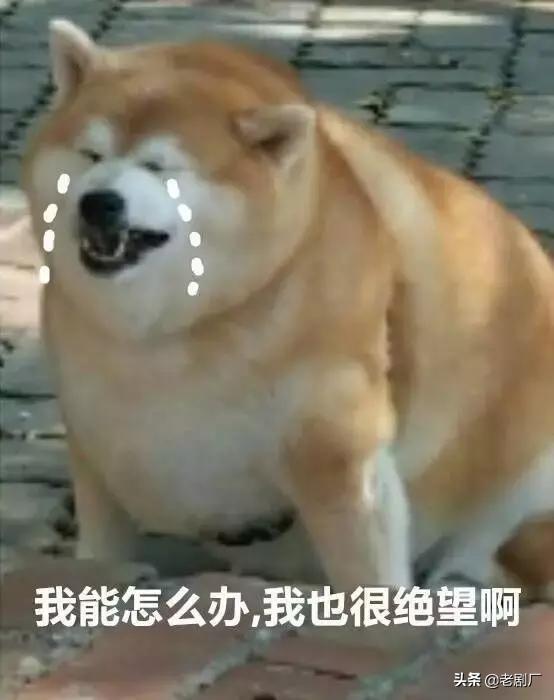 单身狗图片:怎么把单身狗说的有文艺范？