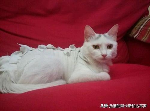 发情女:女猫咪发情了不去绝育，也不找男朋友会有什么影响吗？