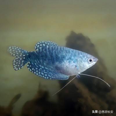 大型观赏鱼的种类图片大全:孔雀鱼和曼龙鱼哪个好养？ 小型观赏鱼种类图片大全及名称